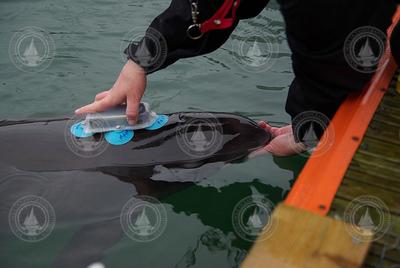 Stacy DeRuiter installing a DTAG on a porpoise.