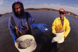 Bruce Lancaster and student James Weinberg collecting clams.