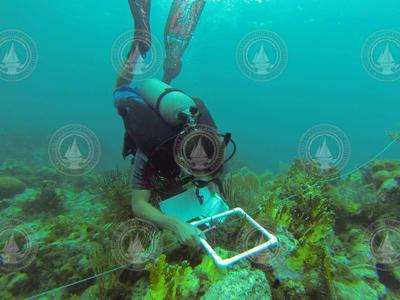 Tom DeCarlo taking coral measurements along a reef.