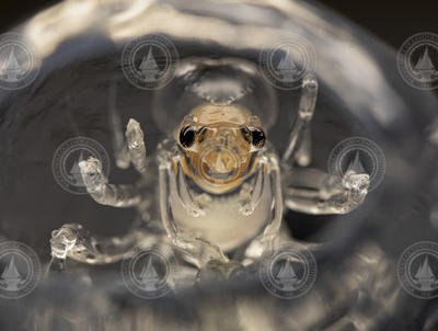 Phronima sp. crustacean inside hollowed salp