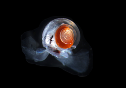 Pteropod, sea butterfly, marine snail.