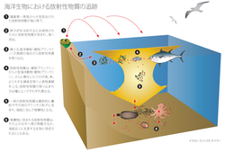 Infographic tracking radioisotopes in marine life (Japanese version).