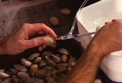 Clams collected by Bruce Lancaster, Dale Leavitt and James Weinberg.