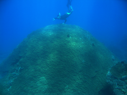 Justin Ossolinski snorkeling over To Nhat coral off southern Vietnam.