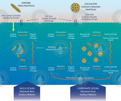 Diatoms and Coccoliths carbon-dioxide carbon removal from atmosphere.
