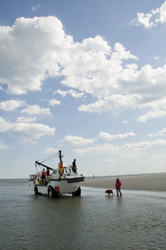 Britt Raubenheimer and dog Whit greet other researchers at the shoreline.