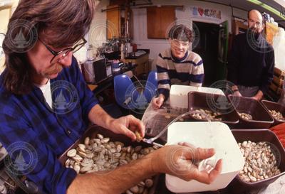 Dale Leavitt, student James Weinberg, and Bruce Lancaster processing collected clams.