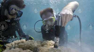 Anne Cohen and Nathan Mollica extracting a Porites coral core sample.