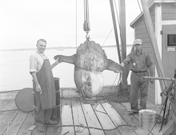 W.C. Schroeder, unidentified person and sunfish