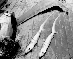 Two fish on the deck of the Anton Bruun