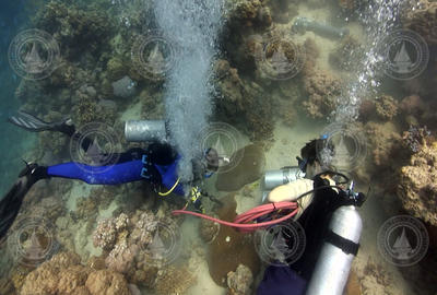 Neal Cantin and Casey Saenger drilling coral in Red Sea.
