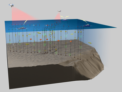3D illustration of the Shallow Water Experiment mooring array.