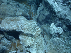 "The Furry Walls," long filaments of microbes attached to sulfide rock.