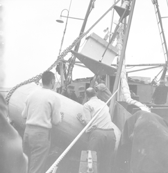 Working with a buoy on deck of Albatross.