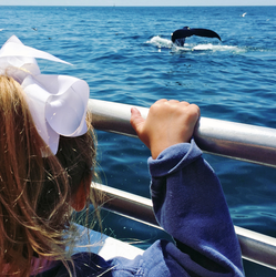 Jessica's daughter viewing her first whale on her first whale watch cruise.