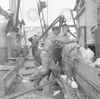 Emptying ice for scallops on Sam Cahoon dock.