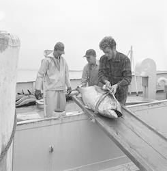 Tuna being taken off the Crawford.