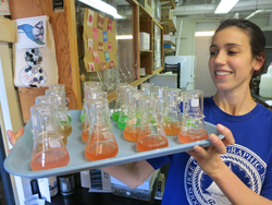 Kristen Hunter-Cevera holding a tray full of Synechococcus cultures.