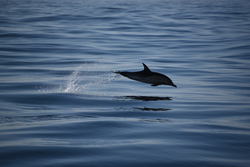 Dolphin jumping out of the water surface.