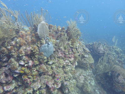 Healthy Tektite coral reef.
