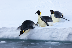 Three Emperor Penguins sliding off the ice into the water.