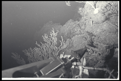 Deep sea coral and lava, Alvin manipulator viewed during Alvin dive 519.