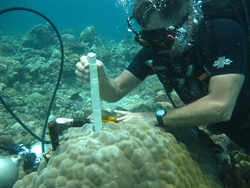 Pat Lohmann under water core sampling coral.