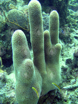 Underwater image of coral and fish taken in Honduras.