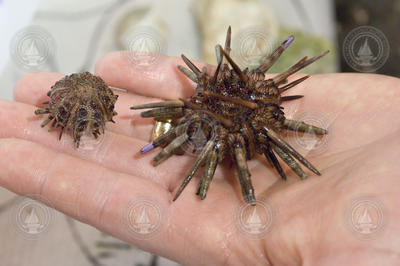 Urchins being grown in Justin Ries's lab to study CO2 level effects.