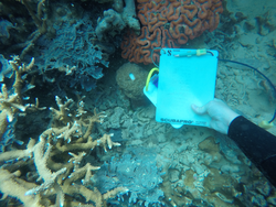Larvae settlement tiles deployment operation on Palau coral reefs.