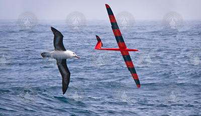 Photo montage of an albatross and radio-controlled glider.