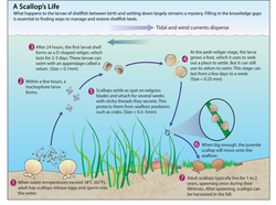 Life cycle of a scallop.