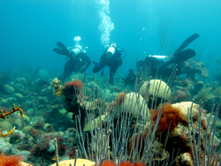 Anne Cohen (center) and Neal Cantin (left), diving in Bermuda.