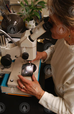 Marleen Jeglinski looking at samples through a microscope.