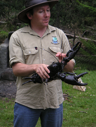 Ranger holds a freshwater lobster in Davenport Tasmania.