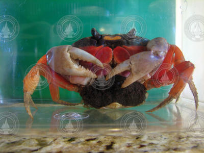Female red land crab.
