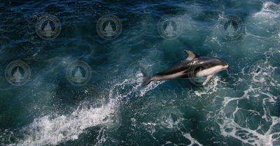 White-sided dolphin making it's way through the water.