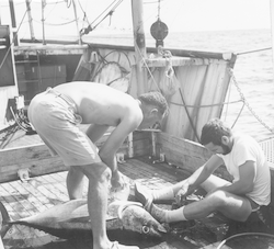 Working with specimens on deck of the Anton Bruun