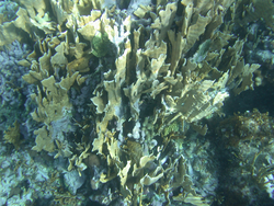 Blade fire coral, millepora complanata