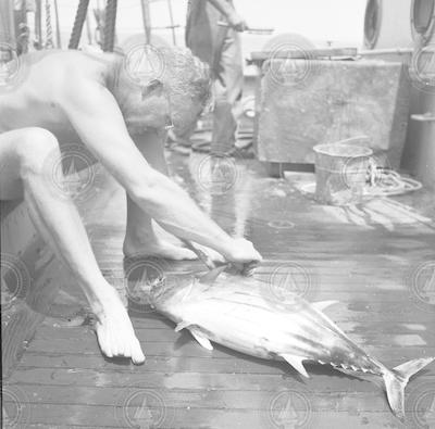 Frank Mather tagging tuna.