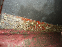Evidence of biofouling on the hull of R/V Knorr.