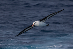 Black-browed Albatross (Thalassarche melanophris) flying over water.