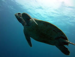 Sea turtle swimming underwater.