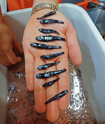 Ciara Willis holding an array of recovered lanternfish.