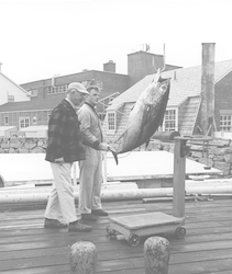 Frank Mather (L) and Jack Bumer weighing tuna on dock