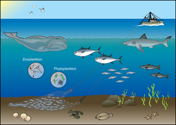 Different levels of coastal sea life.
