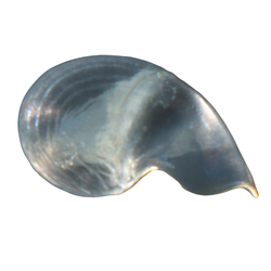 Sea snail larva, limpet, Ctenopelta porifera.