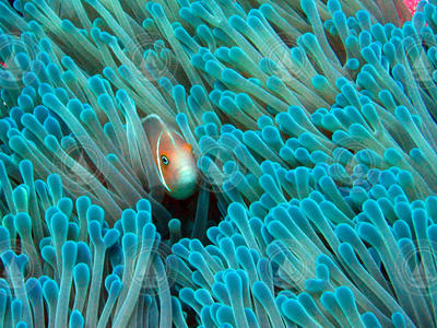 An anemone fish in the Phoenix Islands Protected Area (PIPA).