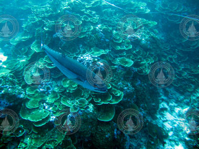 Dogtooth tuna on coral reef in Kanton Island, Phoenix Islands.