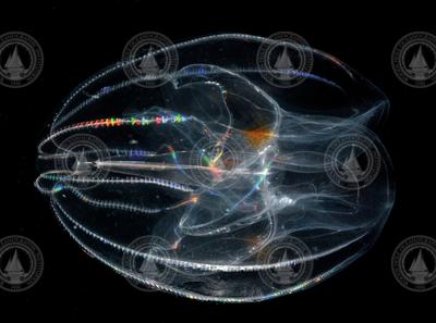 A ctenophore (pronounced teen-o-fore) comb jelly.